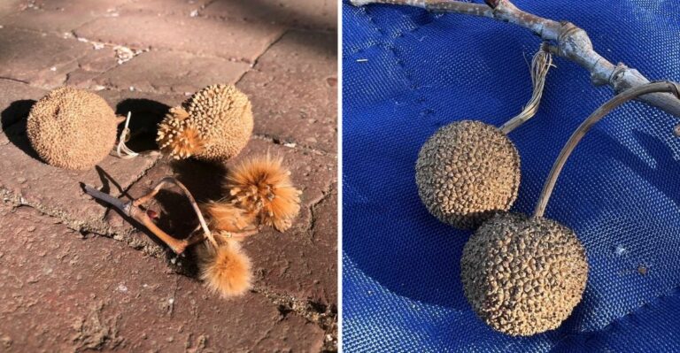 The Small Brown Nuts Covering Connecticut Sidewalks Are Not Acorns