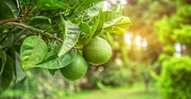 The One September Thing Pennsylvania Citrus Needs Before Fruit Sets