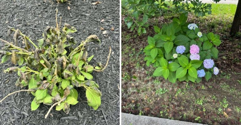 The Late Summer Mistake That Weakens Pennsylvania Hydrangeas Before Winter