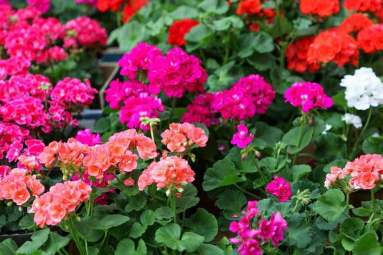Got Geraniums? 9 Critical Things Arizona Gardeners Must Do This Fall For Nonstop Blooms