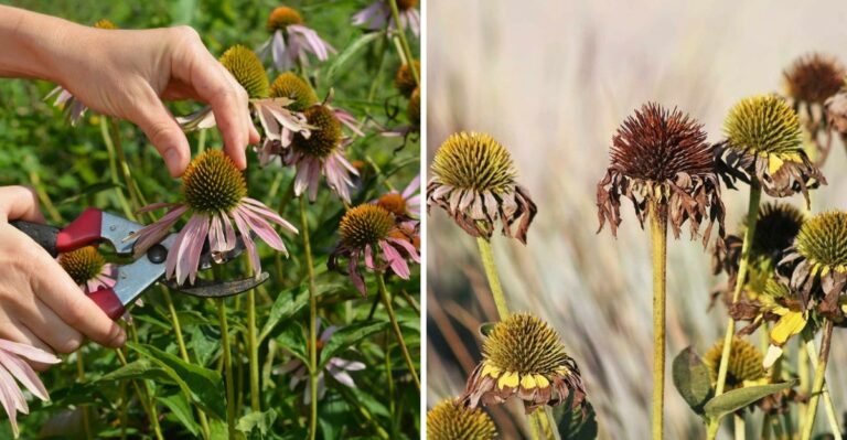The Mistake That Keeps Coneflowers From Producing More Blooms