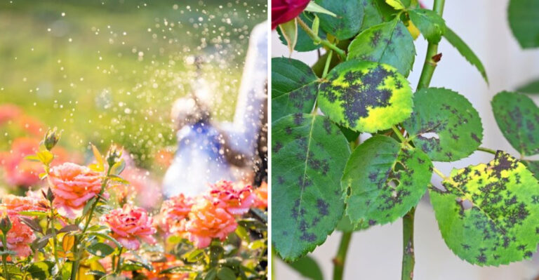 The Watering Mistake That’s Slowly Weakening Your Roses This Summer