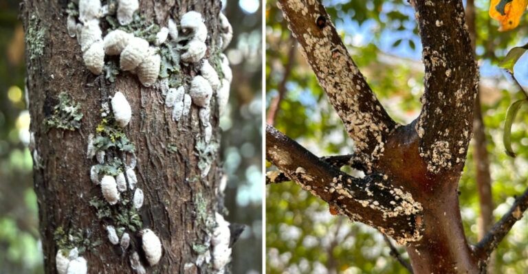 Georgia Homeowners Mistake This White Fuzzy Coating On Trees For A Fungus