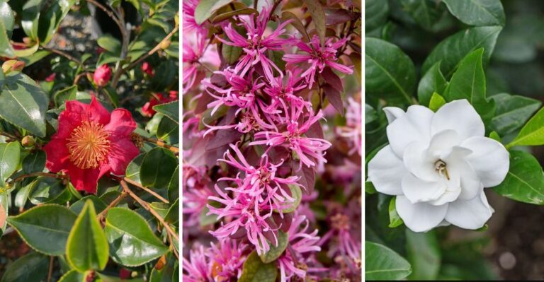 Georgia Gardeners Should Avoid Pruning These Shrubs In Late September