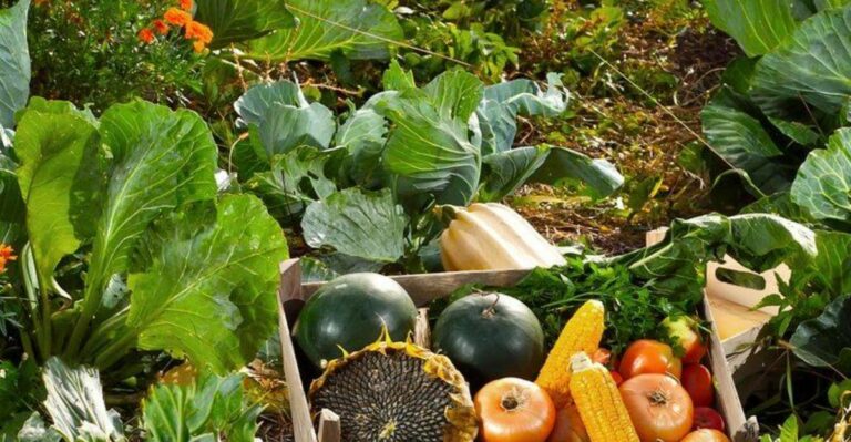 What The Final Harvest Means For Michigan Gardeners As Frost Gets Closer