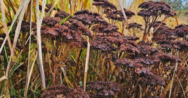 What Michigan Gardeners Should Do With Sedum After It Finishes Blooming