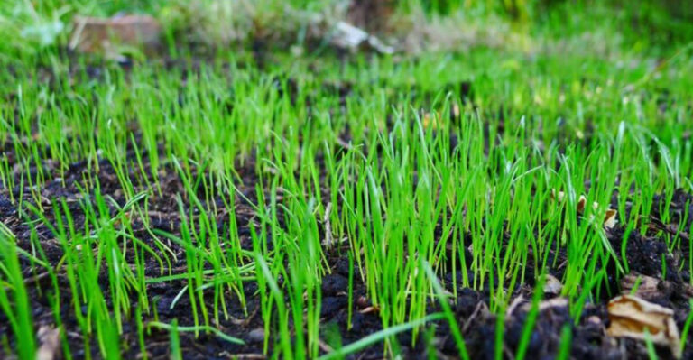 Why Pennsylvania Homeowners Who Overseed In September Have The Thickest, Greenest Lawns By Spring
