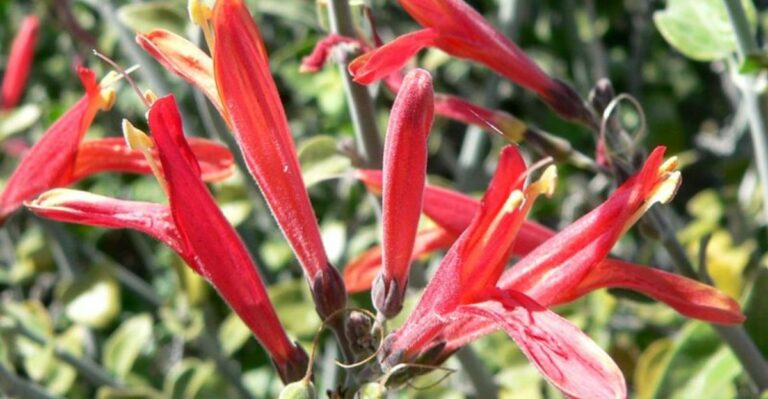 19 Small Arizona Native Perennials That Quickly Fill In A Bare Desert Bed