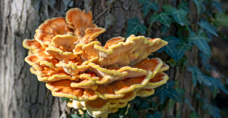 The Orange Fungus Appearing On New York Oak Trunks This Month