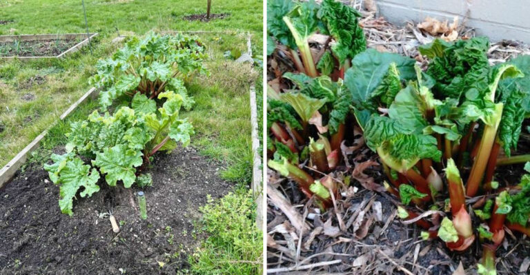 The One Thing Michigan Rhubarb Needs In September For A Bigger Harvest Next Spring