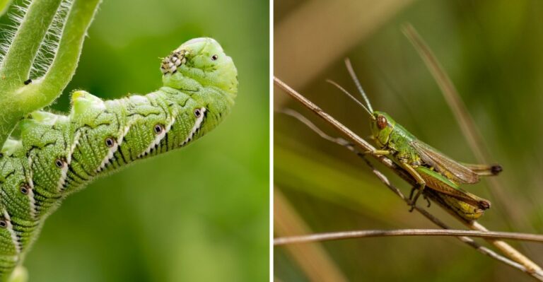 7 Texas Garden Pests To Watch For This September