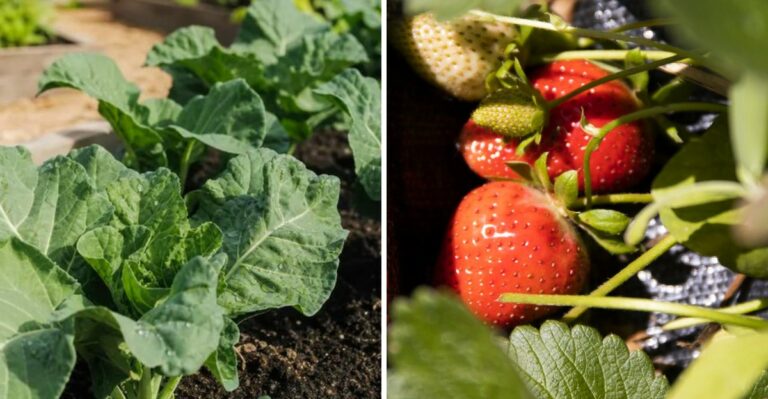 Why Florida Gardeners Were Right To Wait Until October To Plant These