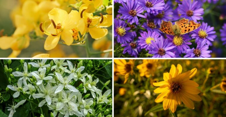8 Fall Blooming Plants That Take Over Louisiana Yards Once The Heat Finally Breaks