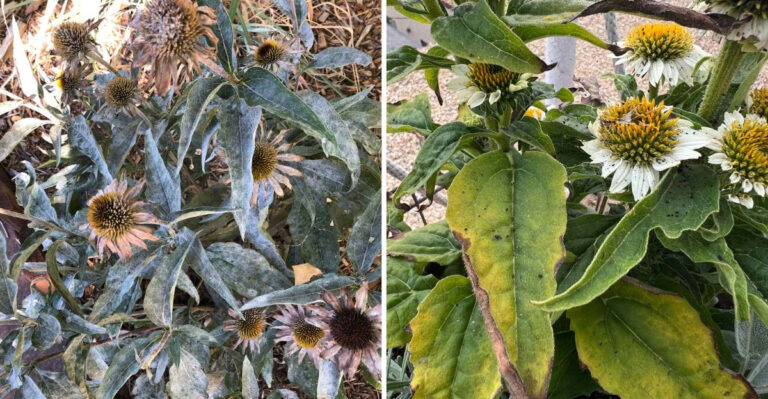 Coneflower Leaves Turning Brown? 8 Problems To Check First