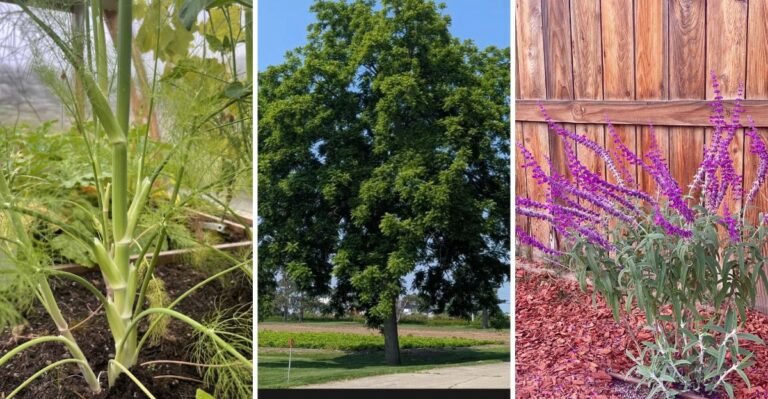 9 Plants That Can Hold Your Cucumbers Back When Grown Nearby