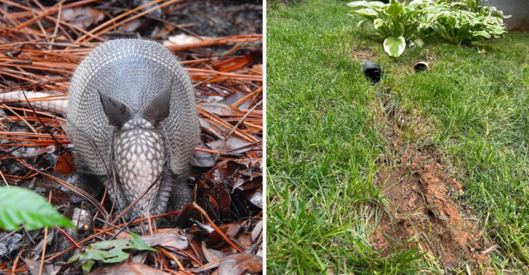 What It Means When Your Georgia Lawn Has Small Cone-Shaped Holes