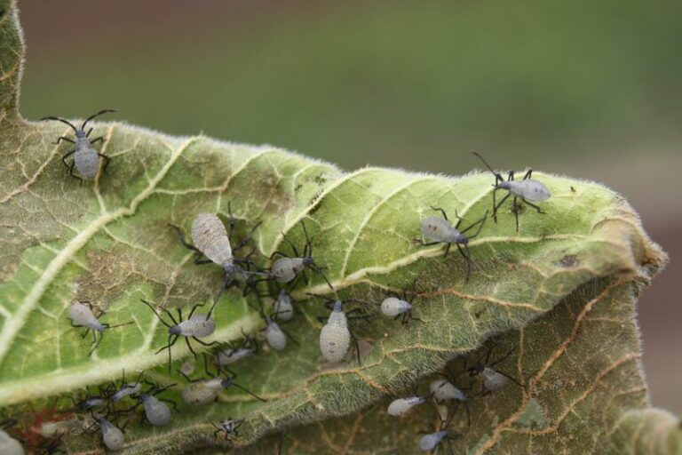 Watch for these 8 fall garden pests that sneak into Wisconsin homes when nights turn cold