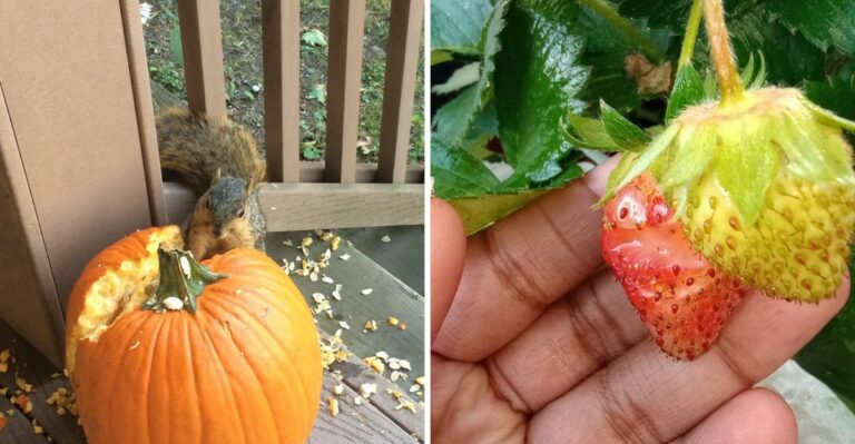 The September Garden Crops Florida Squirrels May Get To Before You Do