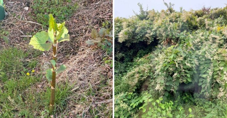 The Pennsylvania Weed That Regrows From The Tiniest Piece Of Root