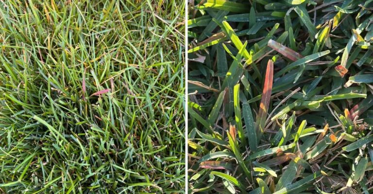 Missouri Lawns Are Getting A Strange Plum Tint This Month