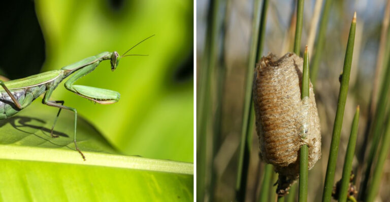Why Praying Mantis Egg Cases Are Suddenly Showing Up On Tennessee Porches And Fences