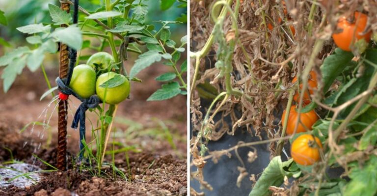 What To Do With Georgia Tomatoes Before Humid Weather Spreads Blight