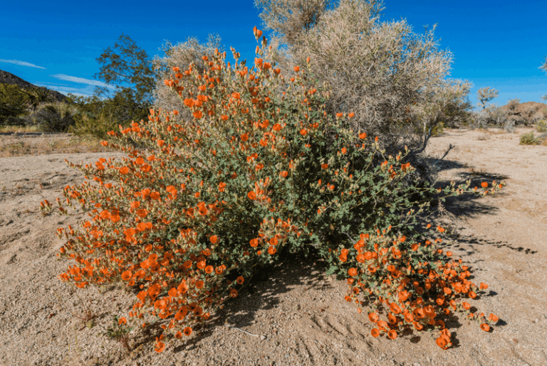 Desert Globemallow: Deep Roots, Pollinator Habitat, and What Caliche Still Demands