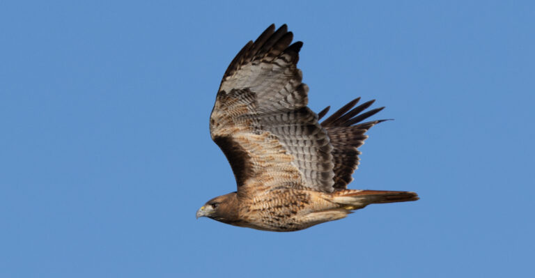 hawk flying