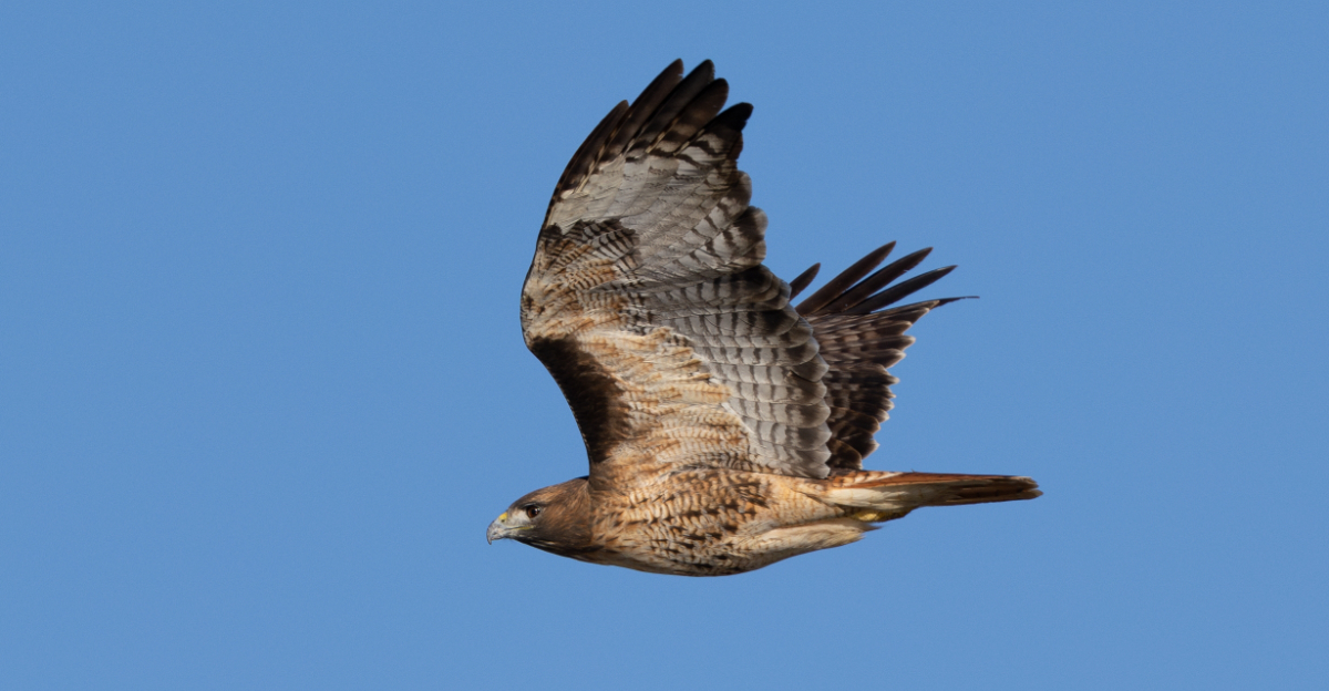 hawk flying