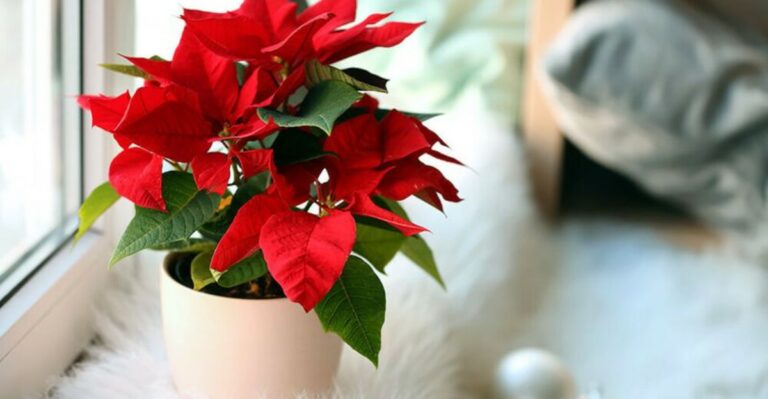 Keeping A Poinsettia Alive Past The Holidays Is Easier With These 10 Tips