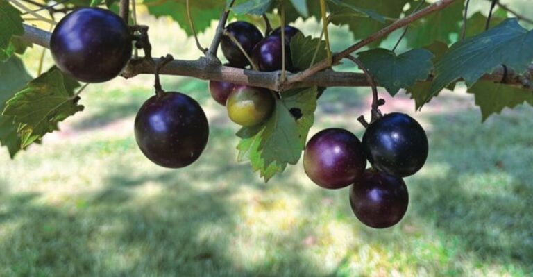 cluster of dark purple muscadine grapes growing on a vine