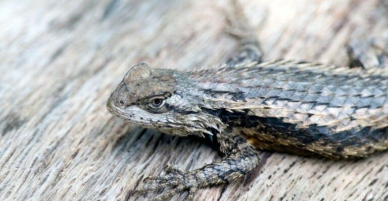 What The Desert Spiny Lizard On Arizona Fences Actually Does For Your Yard
