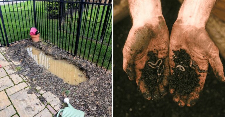 8 Signs Your California Soil Needs Attention Before Fall Planting