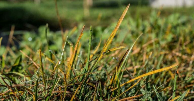The Fall Lawn Disease Ohio Homeowners Often Mistake For Drought Stress