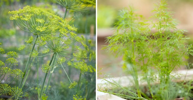 Why Dill Is Worth Growing In A Texas Fall Garden
