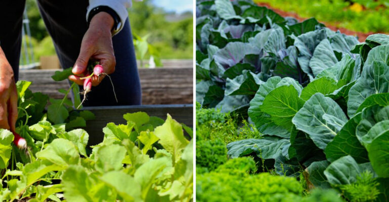 When To Plant Fall Vegetables In Louisiana Before The Season Closes