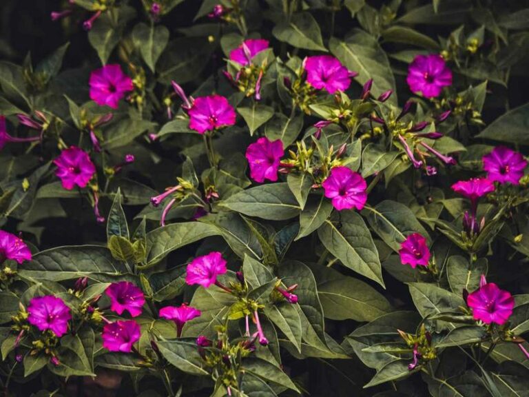 Plant Four O’Clocks In Your Arizona Yard And Watch Them Open As The Evening Heat Fades