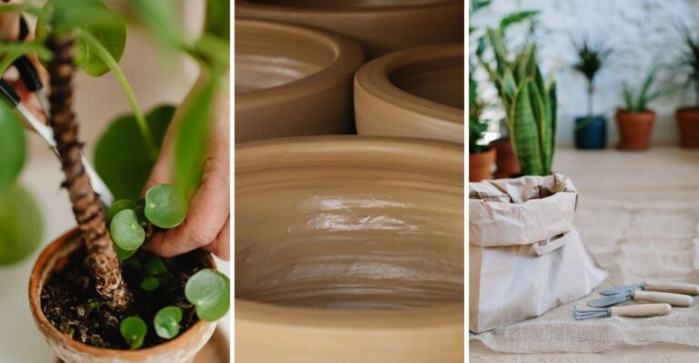 9 Things To Do Before Bringing Houseplants Indoors For Fall