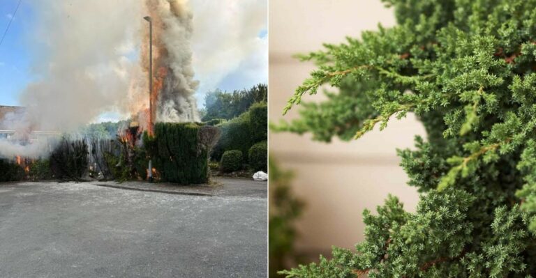 Why A Green Hedge Can Still Be A Fire Risk In California