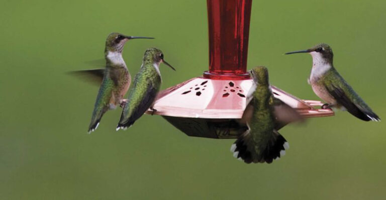 Why Tennessee Backyard Feeders Are Suddenly Crowded With Hummingbirds Racing To Fatten Up Before They Head South