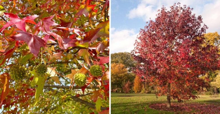 The Native Shade Tree With Some Of Pennsylvania’s Best Fall Color