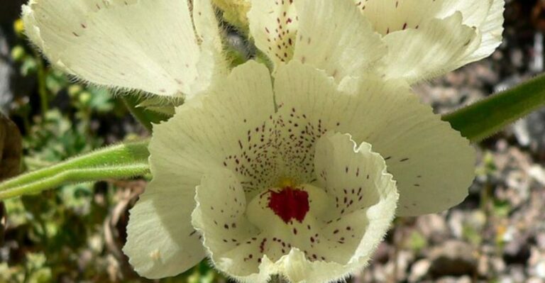 8 Arizona Native Flowers That Look Like They Came Straight From A Florist