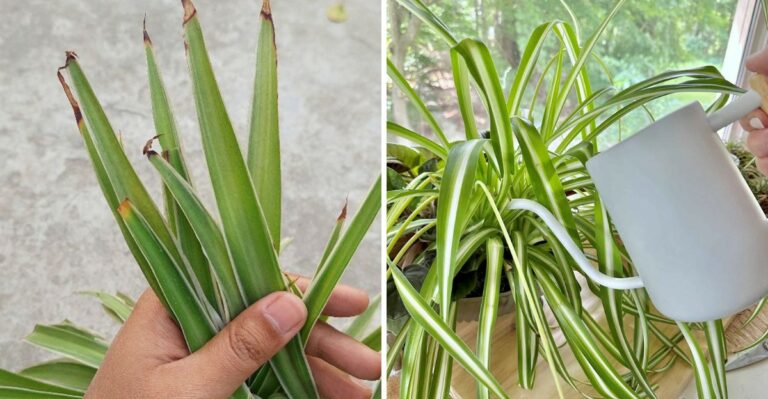 10 Spider Plant Watering Tips Michigan Houseplant Owners Should Know
