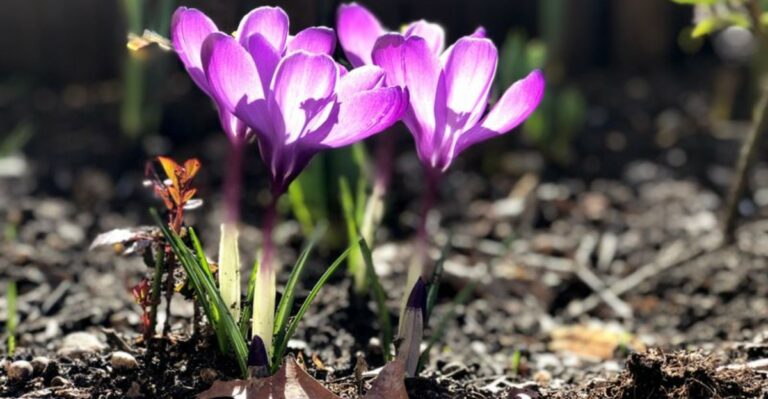 7 Fall Bulbs New York Gardeners Should Plant Before Halloween
