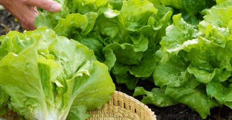 Common Mistakes North Carolina Gardeners Make When Sowing Fall Lettuce