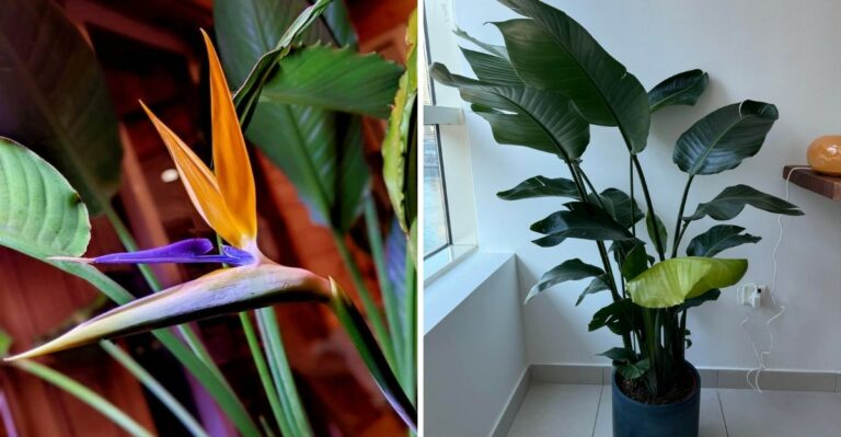 Why California Bird Of Paradise Plants Fail To Bloom Indoors