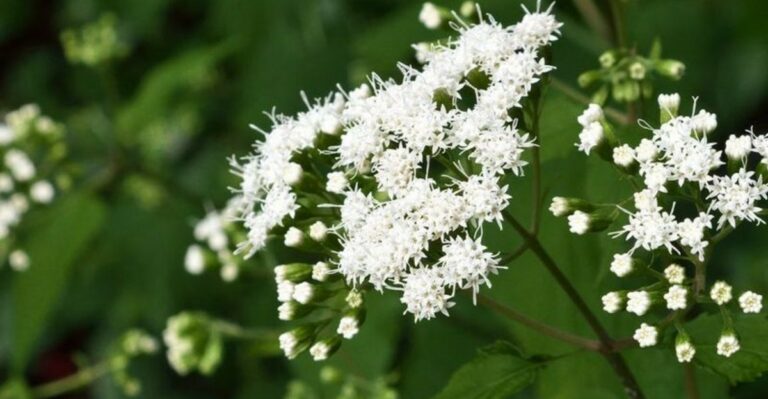 The Fluffy White Blooms Brightening Dark Corners Of New Jersey Yards Are A Late Gift For Bees And Butterflies