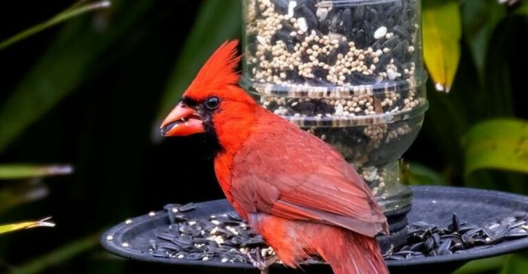 Garden Habits That Bring More Songbirds Into Georgia Backyards This Fall