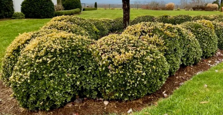 How To Protect Michigan Boxwood And Evergreens From Winter Burn Before It Starts