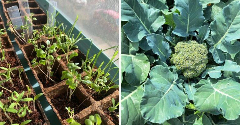 How To Give Fall Broccoli And Cauliflower Transplants A Strong Start In Georgia Heat